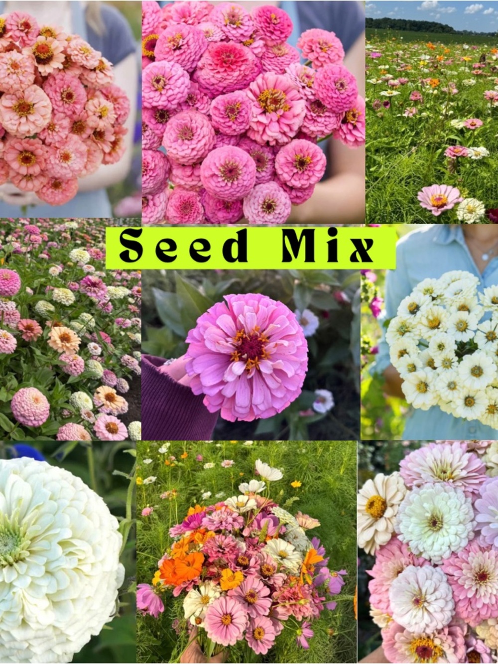 Pink zinnia flower seeds mix/bundle